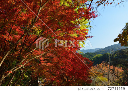 藤生先生魚天堂的紅葉 藤生先生魚天堂的紅葉 72751659