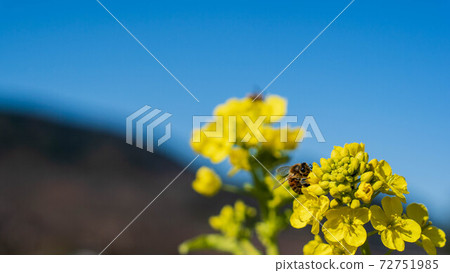 Rape blossoms blooming on the Karigane bank Rape blossoms blooming on the Karigane bank 72751985