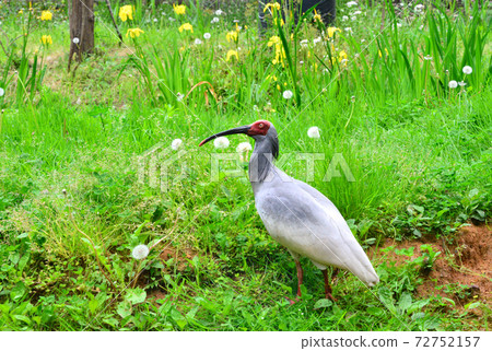 在佐渡時之森公園放鬆的時計Sagi 72752157