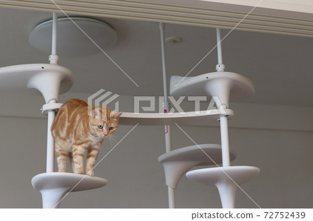 貓美國短髮紅色虎斑貓生長在貓塔上 貓美國短髮紅色虎斑貓生長在貓塔上 72752439