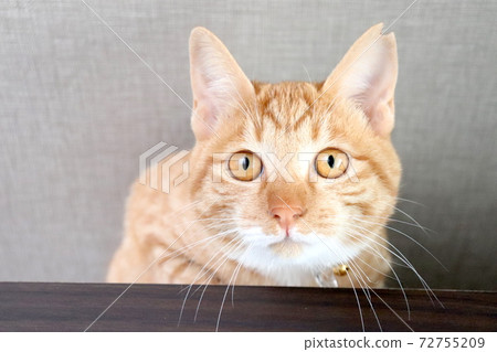 Between shyness and curiosity 72755209