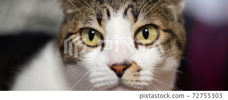 A cat staring at a pheasant cat 72755303