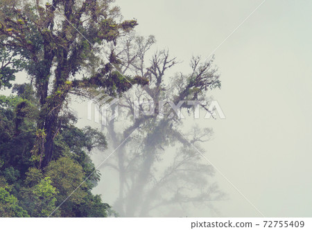 Foggy jungle Foggy jungle 72755409