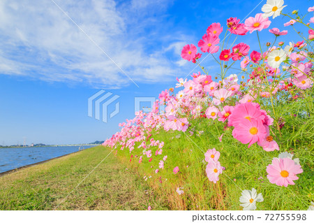 Cosmos Mizumaki Town Cosmos Garden Mizumaki Town, Fukuoka Prefecture 72755598