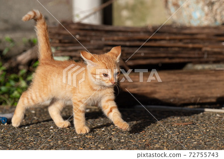 A walking kitten, a tea tabby cat A walking kitten, a tea tabby cat 72755743