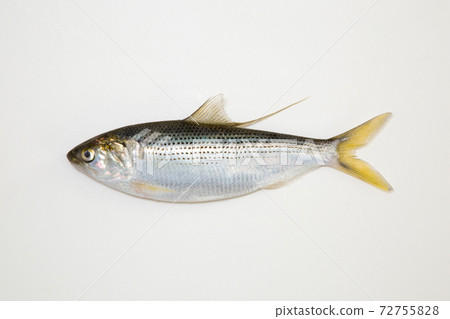 點狀胗 (Kohada) 點狀胗 (Kohada) 72755828