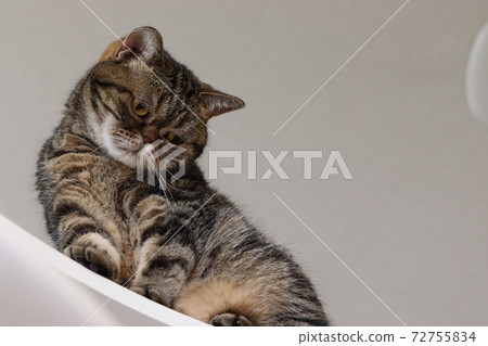 貓美國短髮棕色虎斑貓從貓塔的頂部往下看 72755834