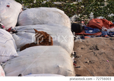 A stray dog resting on a baggage in a jute bag at Dhaka, Bangladesh. 72756003