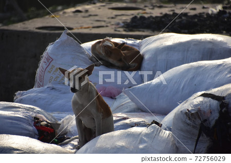 A stray dog resting on the luggage on the riverbank of a ferry parked at Shodrugat, Dhaka, Bangladesh A stray dog resting on the luggage on the riverbank of a ferry parked at Shodrugat, Dhaka, Bangladesh 72756029