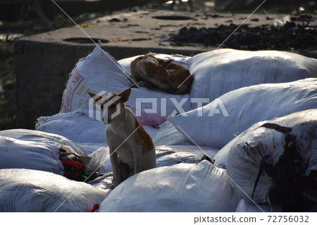 A stray dog resting on the luggage on the riverbank of a ferry parked at Shodrugat, Dhaka, Bangladesh 72756032