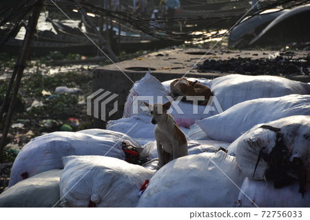 A stray dog resting on the luggage on the riverbank of a ferry parked at Shodrugat, Dhaka, Bangladesh 72756033