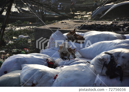A stray dog resting on the luggage on the riverbank of a ferry parked at Shodrugat, Dhaka, Bangladesh A stray dog resting on the luggage on the riverbank of a ferry parked at Shodrugat, Dhaka, Bangladesh 72756036