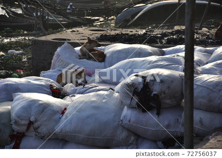 A stray dog resting on the luggage on the riverbank of a ferry parked at Shodrugat, Dhaka, Bangladesh A stray dog resting on the luggage on the riverbank of a ferry parked at Shodrugat, Dhaka, Bangladesh 72756037