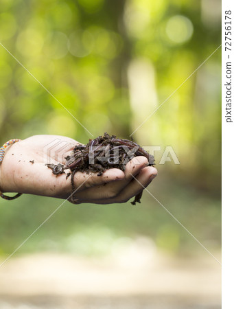 Child hands holding Fertile soil 72756178