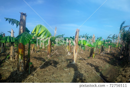 Old banana plantation. Old hollow broken stems and from rhizomes have grown new leaf 72756511
