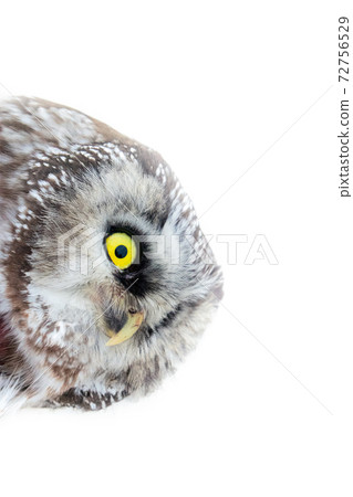 Yellow enormous eyes. Portrait of boreal owl closeup 72756529