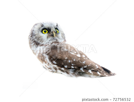 Tengmalm's owl on white background 72756532