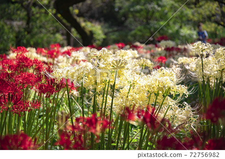 紅白Higanbana府中市地方森林公園 72756982