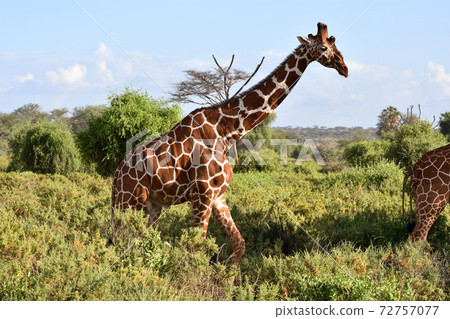 Amime Kirin (Samburu Trails, Kenya) 72757077