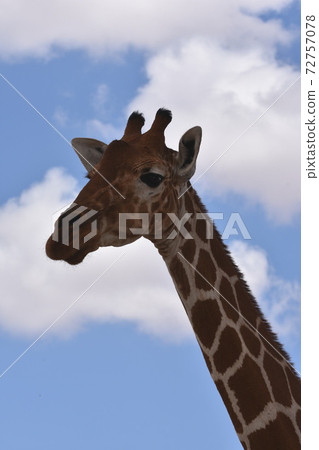 Amime Kirin (Samburu Trails, Kenya) 72757078