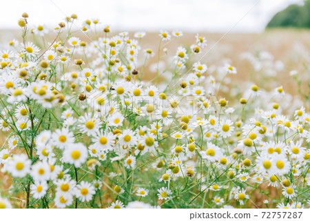 Large field with white daisies in summer 72757287