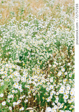 Large field with white daisies in summer Large field with white daisies in summer 72757288