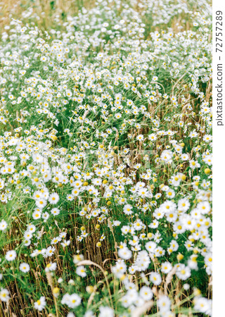 Large field with white daisies in summer Large field with white daisies in summer 72757289