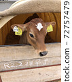 Calf at Yamakawa Farm in Onuma 72757479