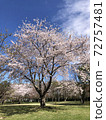 Cherry tree in Mori town 72757481