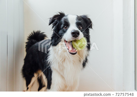 Funny portrait of cute smiling puppy dog border collie holding toy ball in mouth. New lovely member of family little dog at home playing with owner. Pet care and animals concept. 72757548