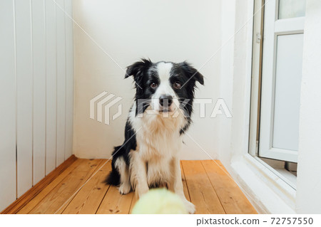 Funny portrait of cute smiling puppy dog border collie holding toy ball in mouth. New lovely member of family little dog at home playing with owner. Pet activity and games at home concept. Funny portrait of cute smiling puppy dog border collie holding toy ball in mouth. New lovely member of family little dog at home playing with owner. Pet activity and games at home concept. 72757550