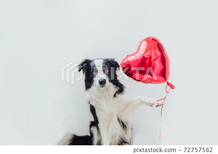 St. Valentine's Day concept. Funny portrait cute puppy dog border collie holding red heart balloon in paw isolated on white background. Lovely dog in love on valentines day gives gift. St. Valentine's Day concept. Funny portrait cute puppy dog border collie holding red heart balloon in paw isolated on white background. Lovely dog in love on valentines day gives gift. 72757582