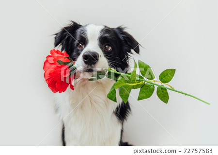 St. Valentine's Day concept. Funny portrait cute puppy dog border collie holding red rose flower in mouth isolated on white background. Lovely dog in love on valentines day gives gift. 72757583