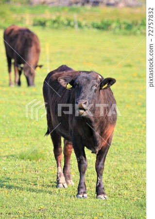 日本牛肉 72757832