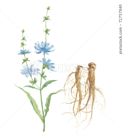 Chicory flowers and roots Chicory flowers and roots 72757840