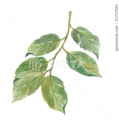 Persimmon leaves Persimmon leaves 72757841