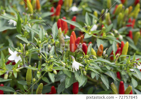 [Peppers] Prickine 72757845