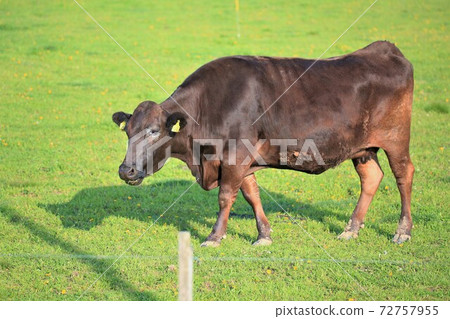 日本牛肉 日本牛肉 72757955