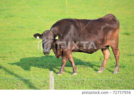 日本牛肉 72757956