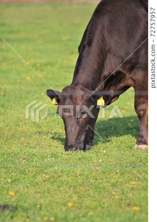 日本牛肉 72757957