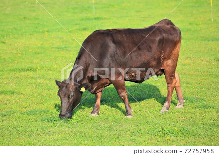 Japanese beef Japanese beef 72757958