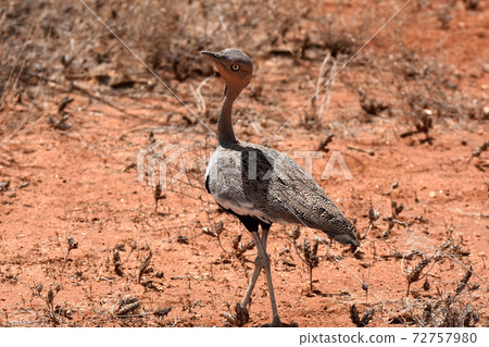 Red-crested knot (Samburu Trails, Kenya) 72757980