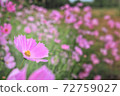 Cosmos group blooming in the field 72759027