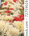White cluster amaryllis 72759028