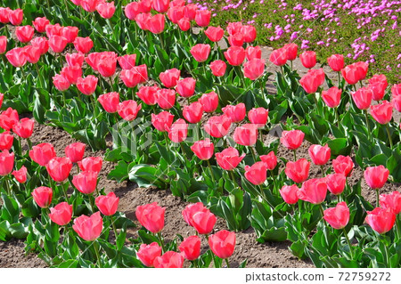 Tulip 72759272