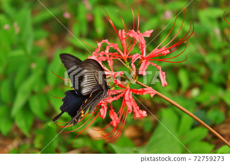 Higanki flower and butterfly Higanki flower and butterfly 72759273