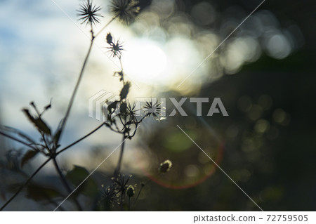Sticking insect (Kosendangusa) Sticking insect (Kosendangusa) 72759505