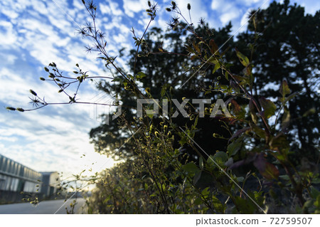 Sticking insect (Kosendangusa) 72759507