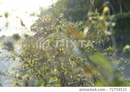 粘蟲（Kosendangusa） 72759522