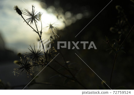 Sticking insect (Kosendangusa) 72759524